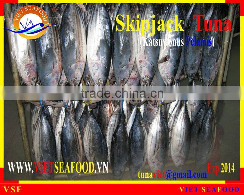 FROZEN W/R SKIPJACK TUNA