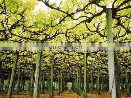 Chile Market Vine Open Gable Trellis Post