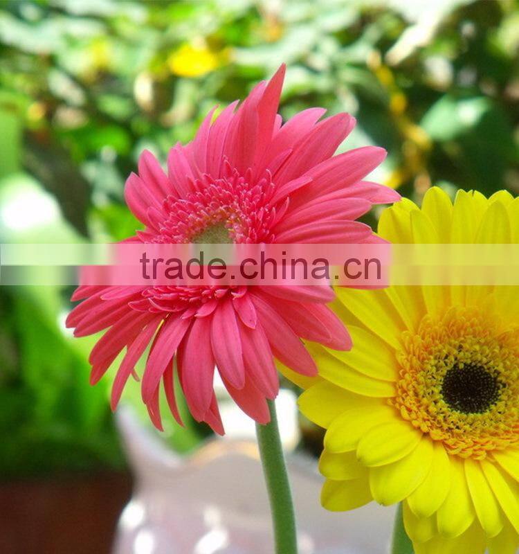 Fresh Honey gerbera plants with best prices