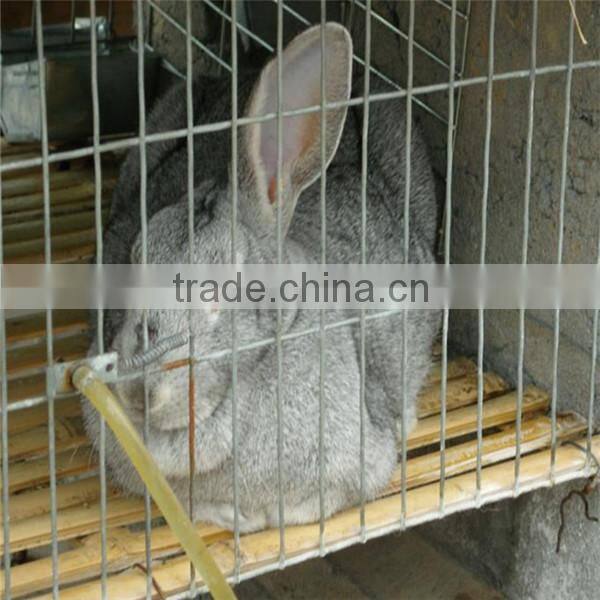 high quality advanized large animal cages for sale