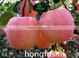 high quality fresh apple(gala) for hot sale