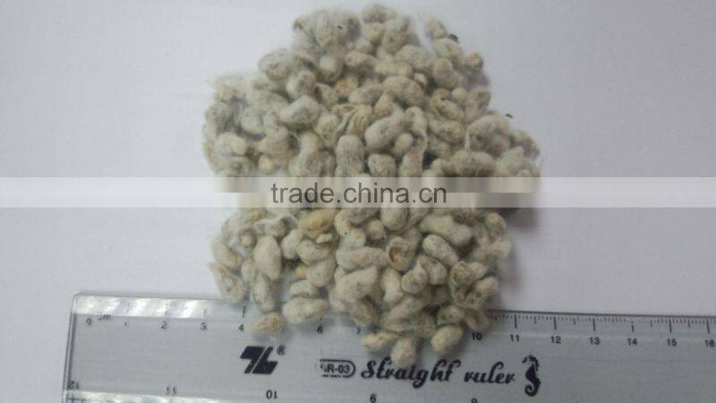 COTTON SEED FOR ANIMAL FEEDING