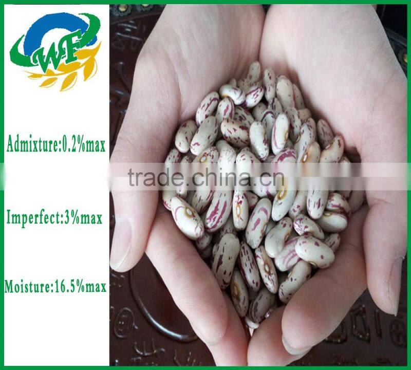 Chinese Light Speckled Kidney beans Long Shape on promotion