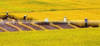 5% BROKEN LONG GRAIN RICE