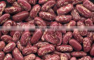 china red /Purple speckled Kidney beans