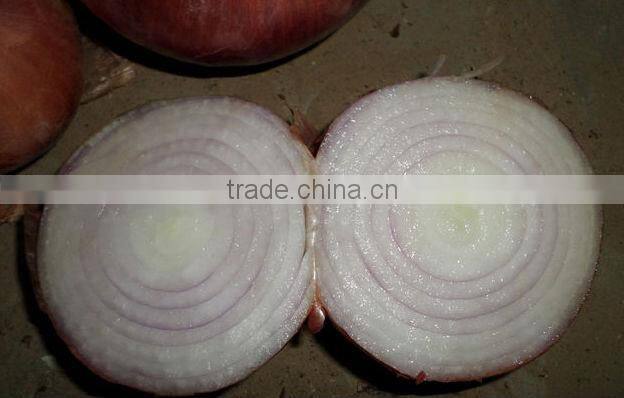 Fresh Onion Yellow Color