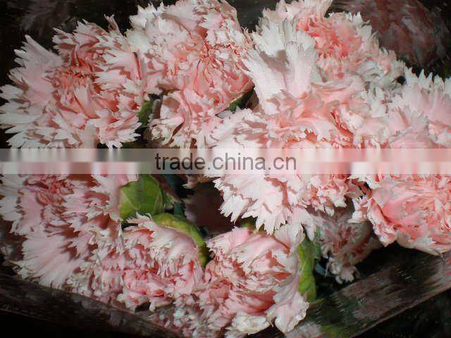 Supply high quality long stem flowers fresh cut carnation cut flower prices from Kunming flower planting base
