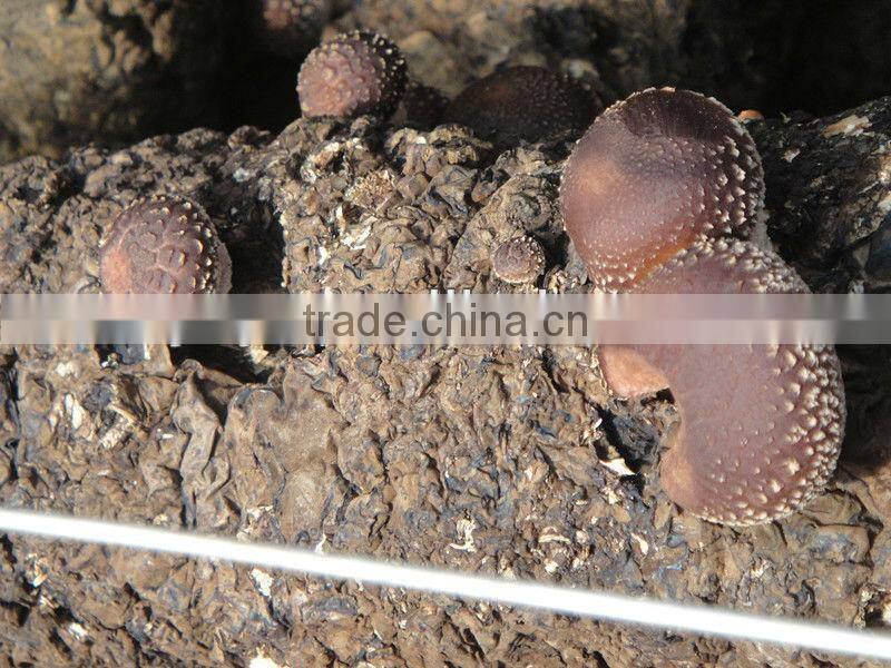 On Sale!!1 2014 high quality plastic agaricus bisporus greenhouse film for selling