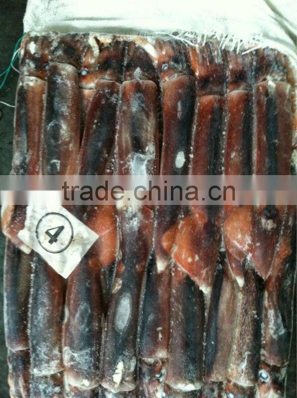 food wholesale of illex squid