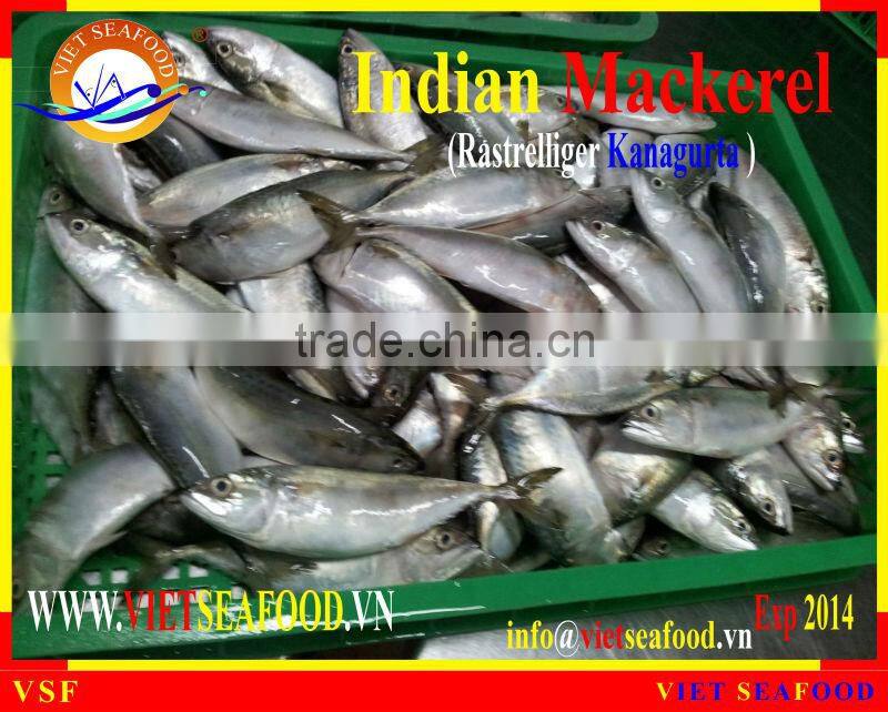 FROZEN W/R INDIAN MACKEREL