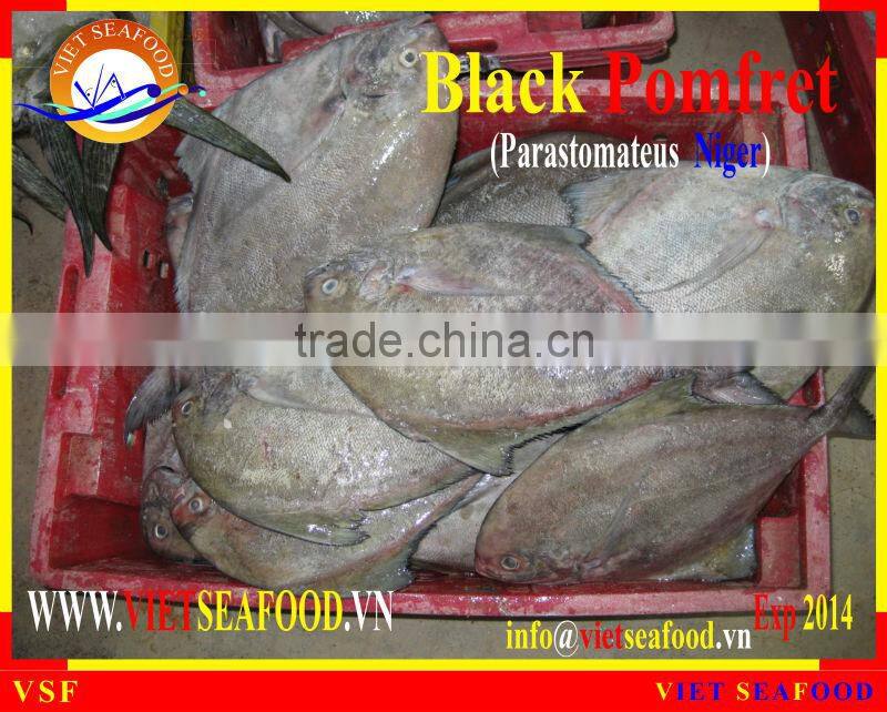 FROZEN BLACK POMFRET WHOLE ROUND