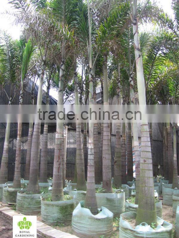 Wodyetia bifurcata ( Foxtail palm ) palm tree high 3-6m