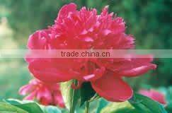 Peony Plant Root Chun Hong Jiao Yan