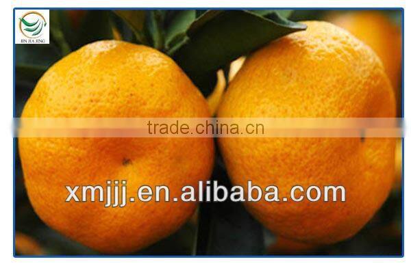China orange fresh
