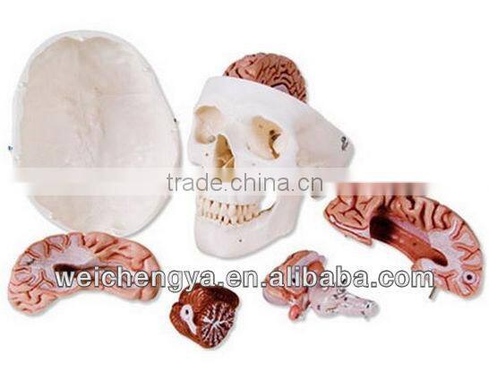 Skull Model With 8 Parts Brain