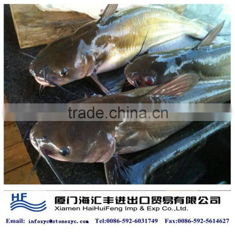 frozen catfish on sale