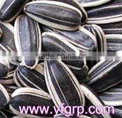 Yummy Food Company supply cheap bulk jumbo sunflower seeds