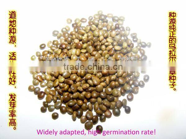 High Germinaiton Rate Licorice Root Seed Glycyrrhiza Uralensis Seeds For Cultivation