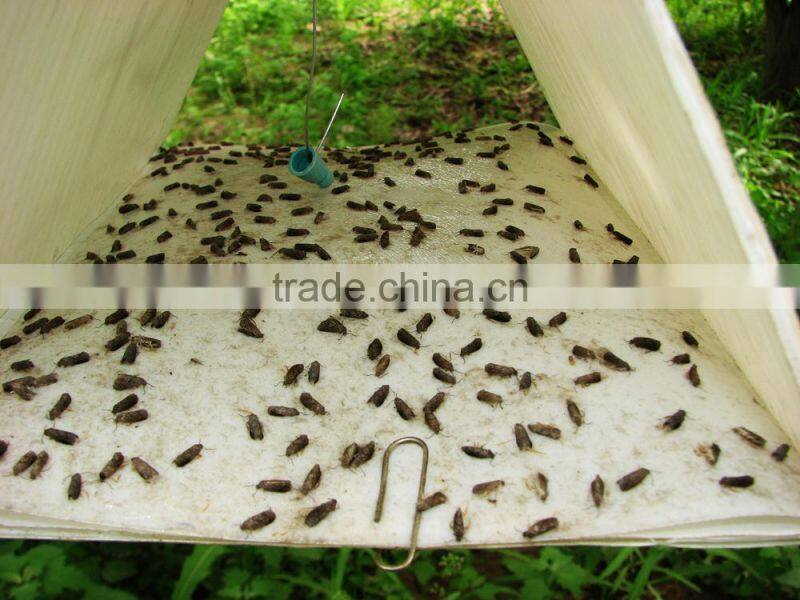 Pheromone Lure for Lithocolletis ringoniella , Pheromone Bait & Pheromone Trap for Lithocolletis ringoniella