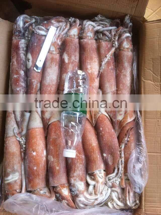 Frozen China origin Todarodes Pacificus squid Japanese flying W/R