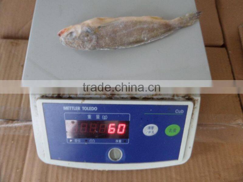 Frozen Yellow Croaker 40-100
