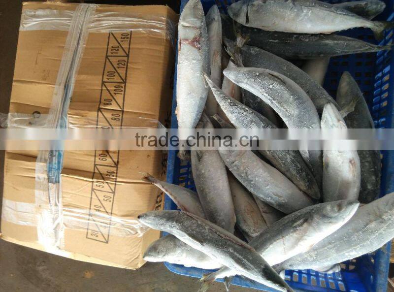 SEA FROZEN MACKEREL SIZE 6 FOR SALE MARKET