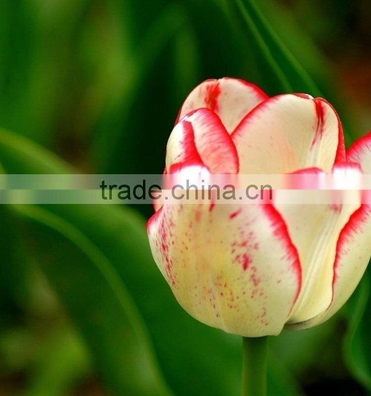 Color Cheapest high quality fresh tulip