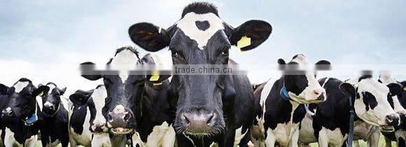 animal cow ear tag,ear tag for cow