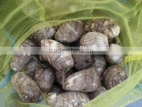 New crop taro balls with competitive export price