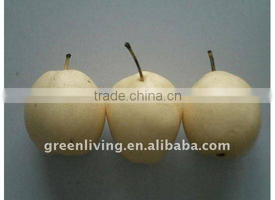 Chinese Snow Pear