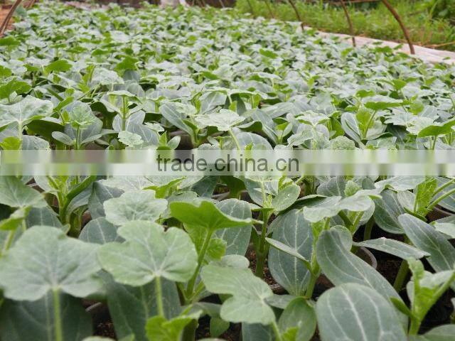 Hybrid F1 Roots Stock Seeds for grafting