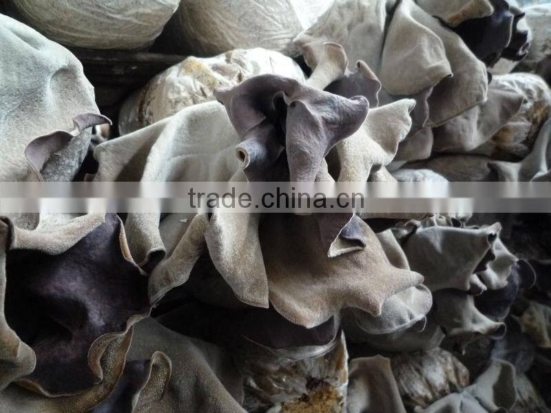 AD air dried white-black fungus mushroom