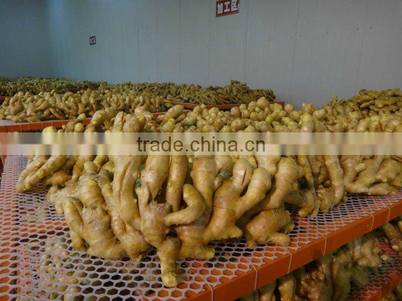 Chinese fresh air dried ginger