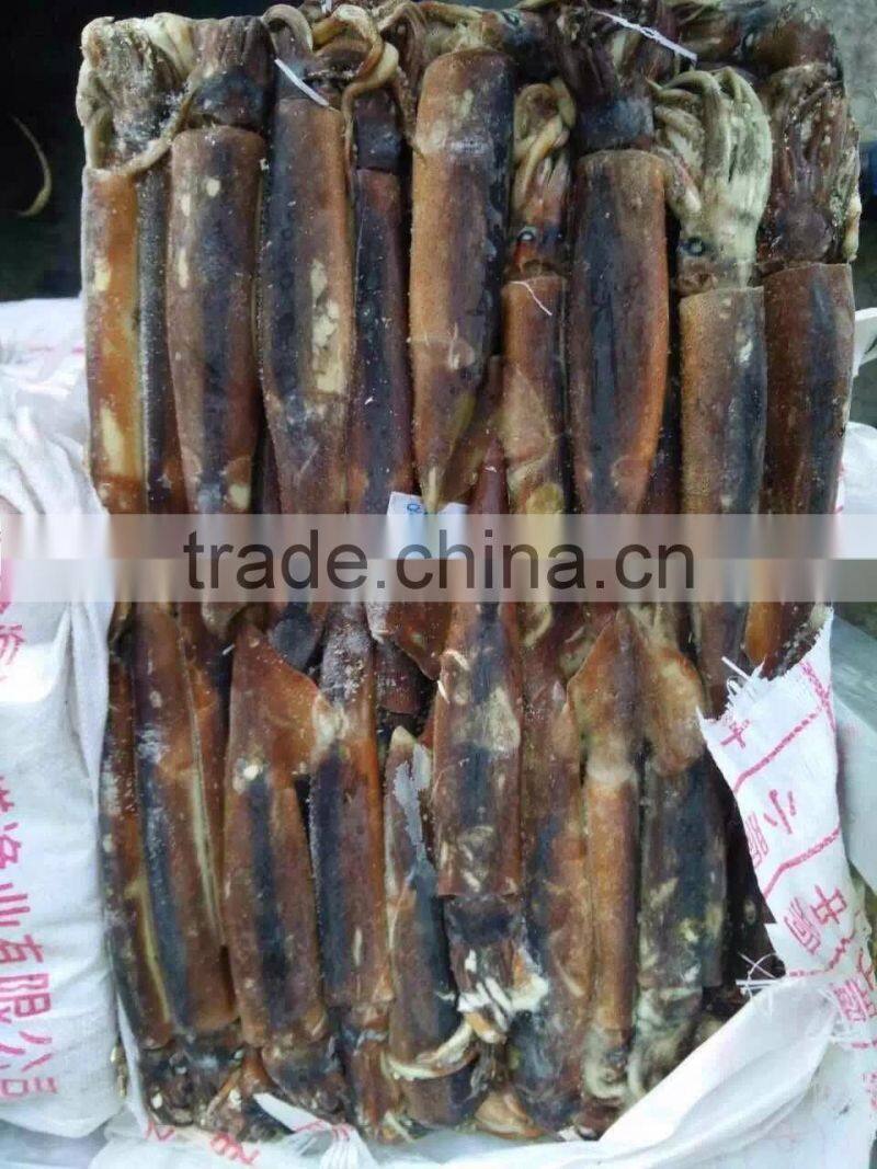2016 Frozen high quality illex squid 100g-150g