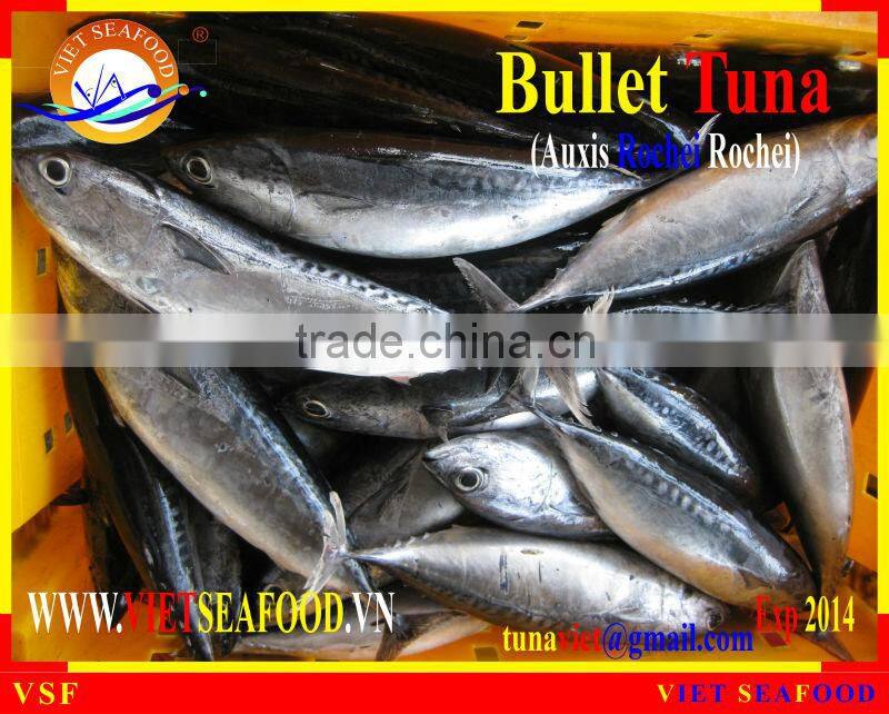 W/R FROZEN BULLET TUNA