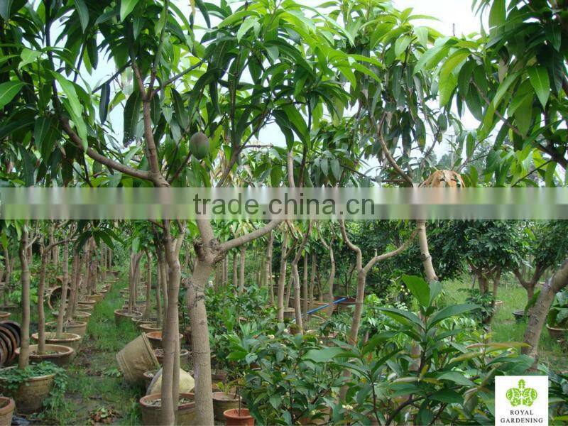 Mangifera indica ( mango tree ) tropical plants