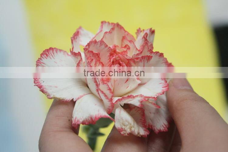Elegant in smell top sell wedding decorating flower carnation