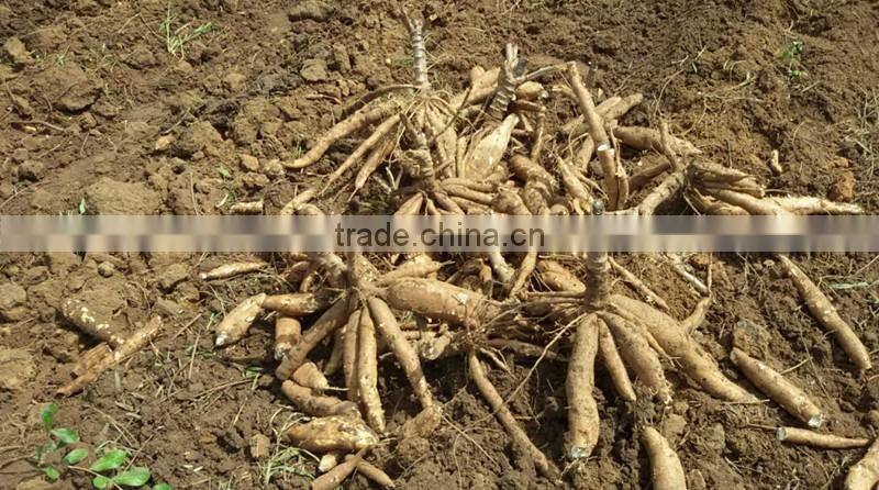 High quality and durable use cassava harvester MSU1200 easy operated potato harvester