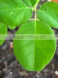 Moringa Essential Oil