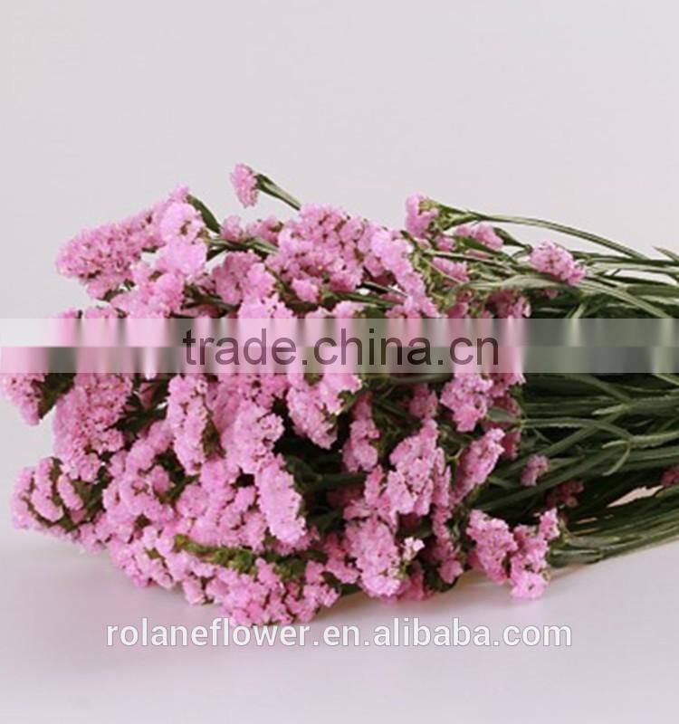 supply long flower period fresh cuttting statices flowers from yunnan province china
