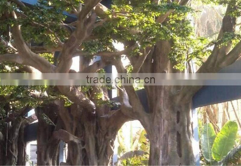 decorative big trees banyan tree