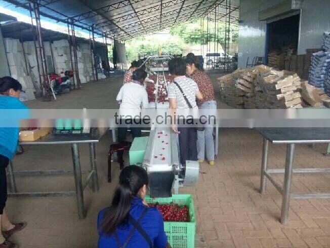 bagged 18 degree sugar content of china fresh cherries