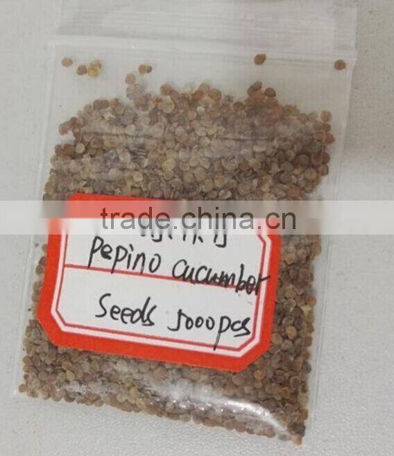Hybrid F1 Solanum muricatum Pepino Cucumber Seeds For Planting