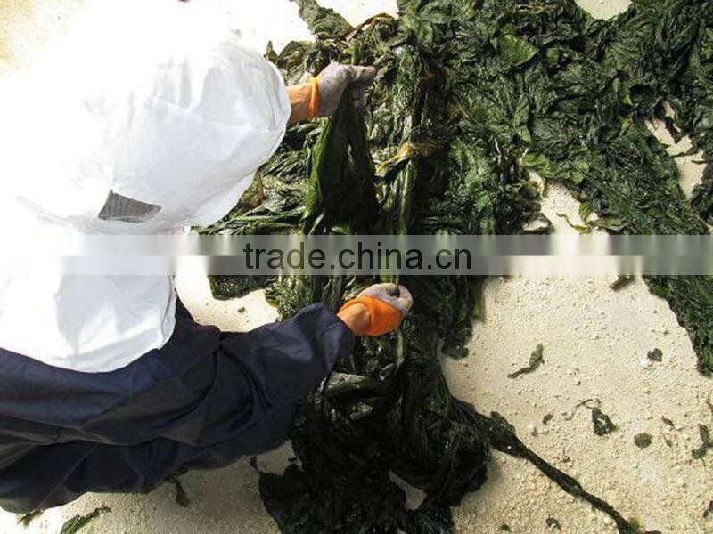2014 Machine Dried shredded seaweed laminaria(manufacturer)