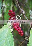Nice Nutritonal Herbal Extract Schisandra Chinensis with Schizandrins 2-9% HPLC