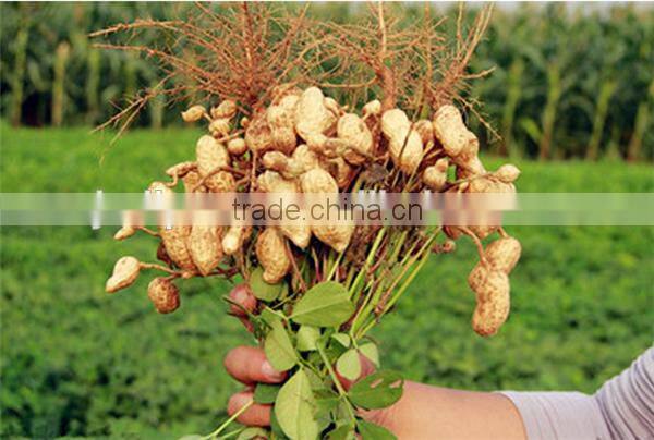 Good Band Groundnut shell /sheller removing machine