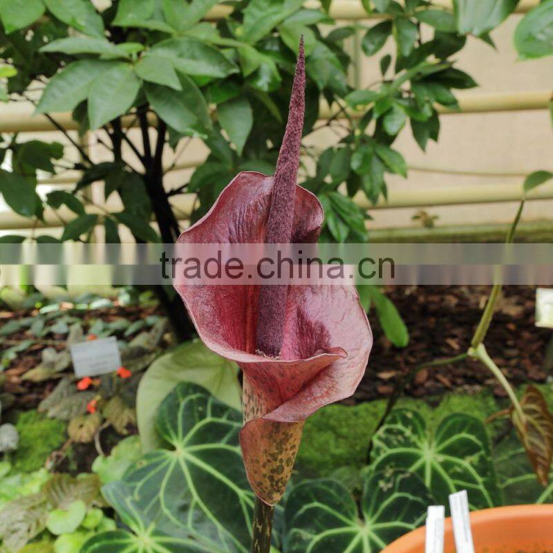 Carrot konjac noodles gluten free pasta manufacturers