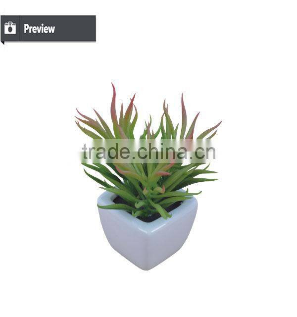 Mini decorative home and office table potted succulent plant