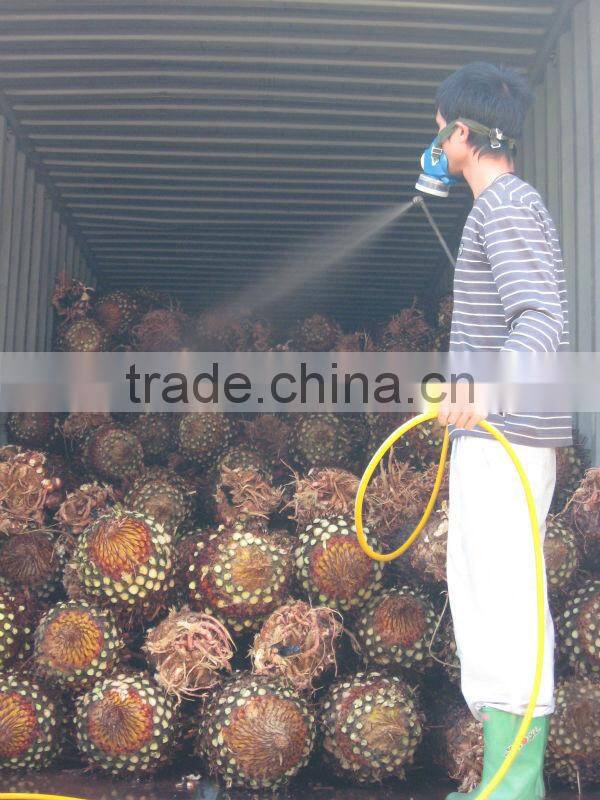 cycas revoluta bare root