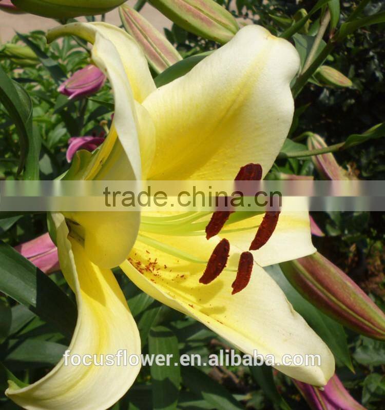 wholesale fresh cut lily flowers from kunming